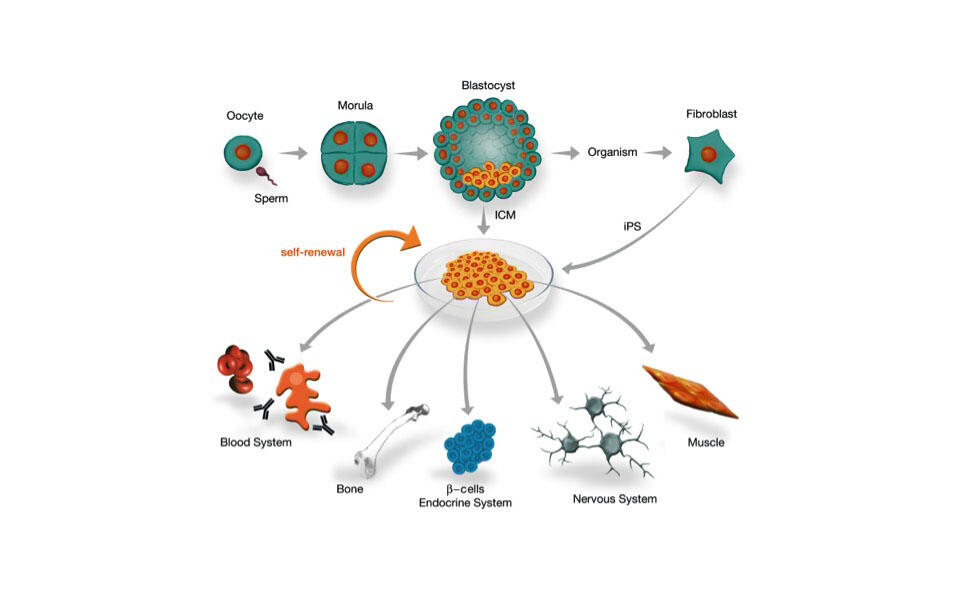 Stem cells and epigenetic regulation Biology Diagrams
